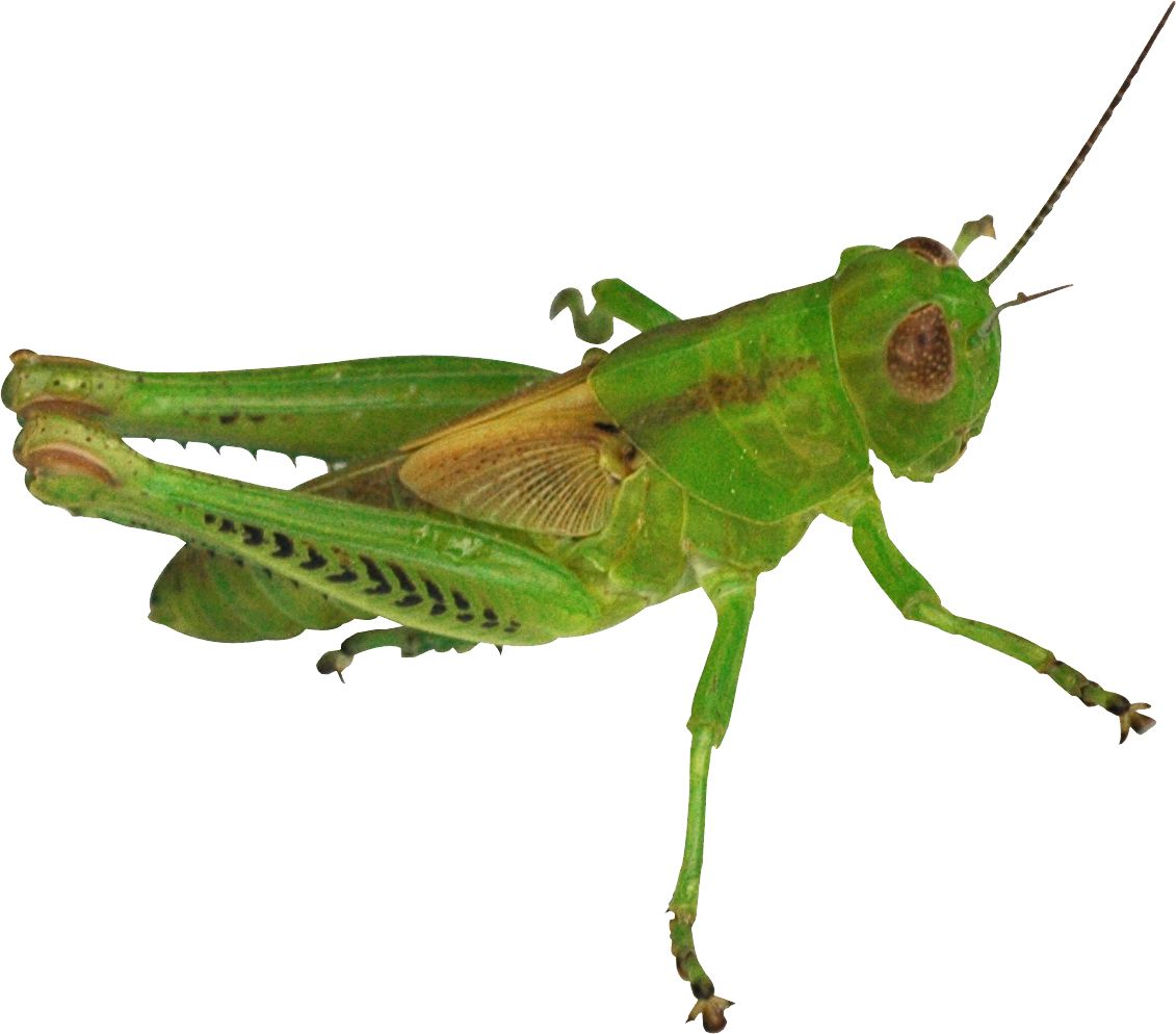 Grasshopper PNG    图片编号:27502