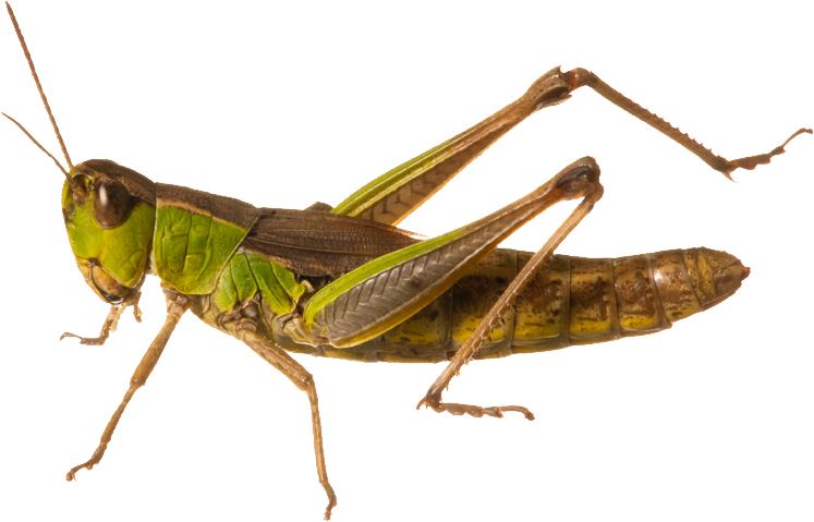 Grasshopper PNG    图片编号:27504