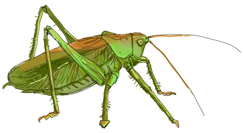 Grasshopper PNG    图片编号:27506