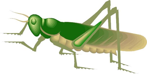 Grasshopper PNG    图片编号:27507