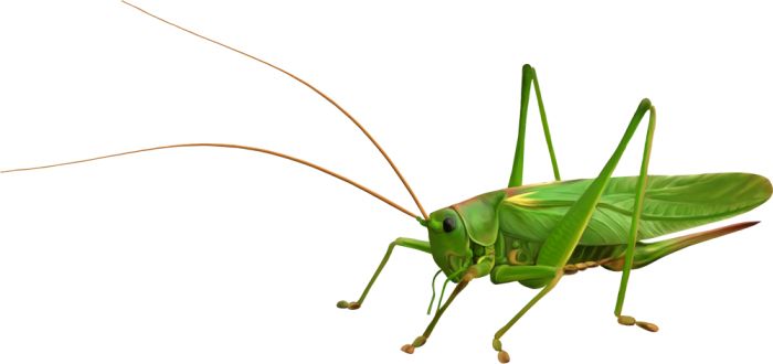 Grasshopper PNG    图片编号:27508