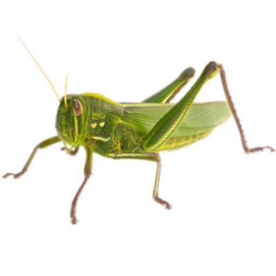 Grasshopper PNG    图片编号:27509