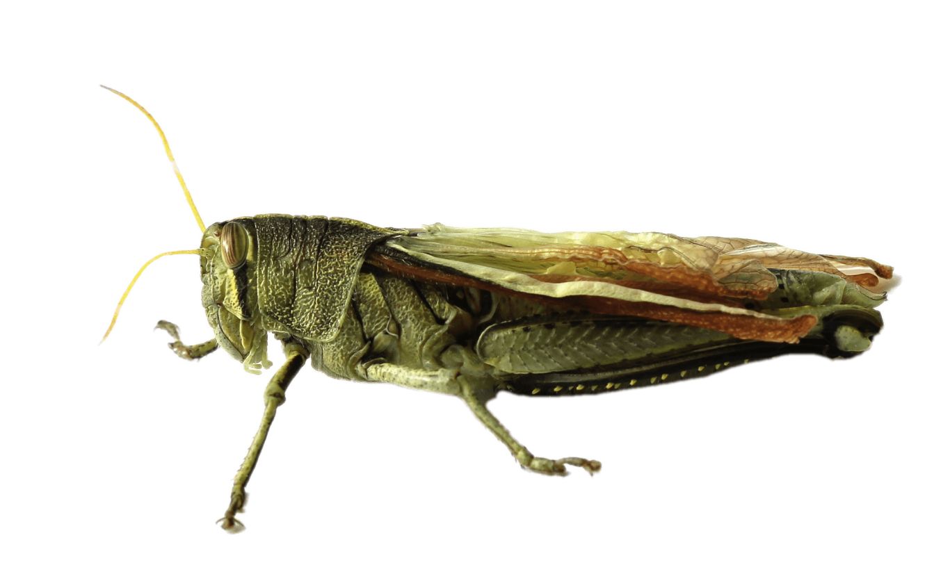 Grasshopper PNG    图片编号:27511