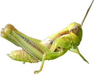 Grasshopper PNG    图片编号:27512