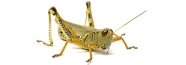 Grasshopper PNG    图片编号:27513