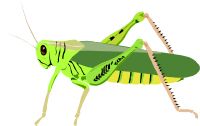 Grasshopper PNG    图片编号:27514
