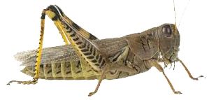 Grasshopper PNG    图片编号:27515