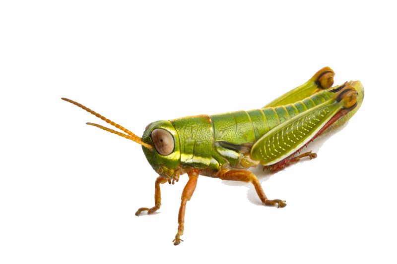 Grasshopper PNG    图片编号:27519