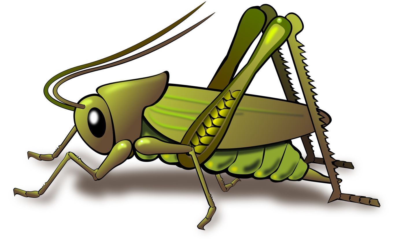 Grasshopper PNG    图片编号:27520