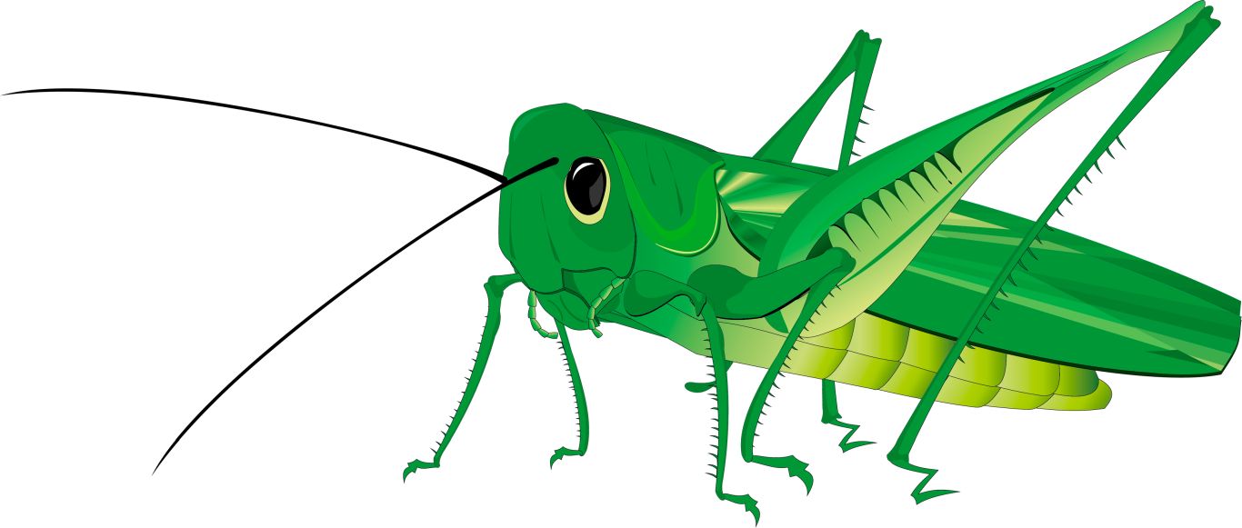 Grasshopper PNG    图片编号:27494