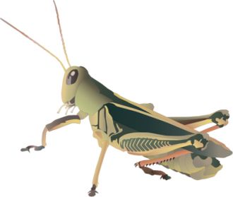 Grasshopper PNG    图片编号:27521