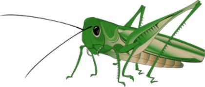 Grasshopper PNG    图片编号:27522