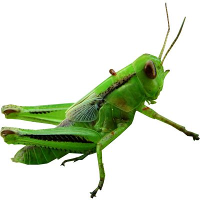 Grasshopper PNG    图片编号:27523