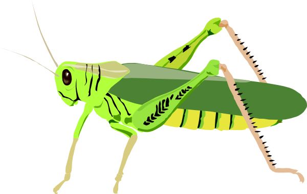 Grasshopper PNG    图片编号:27524