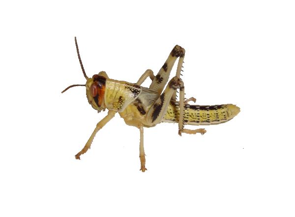 Grasshopper PNG    图片编号:27527