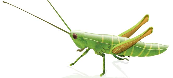 Grasshopper PNG    图片编号:27529