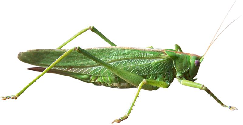 Grasshopper PNG    图片编号:27495
