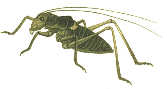 Grasshopper PNG    图片编号:27532