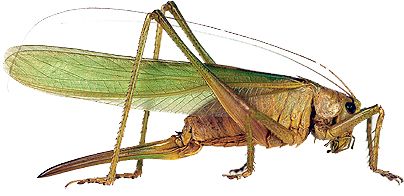 Grasshopper PNG    图片编号:27533