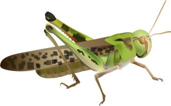 Grasshopper PNG    图片编号:27534