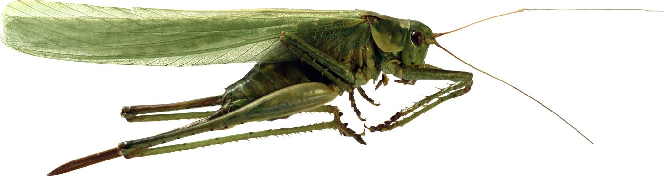 Grasshopper PNG    图片编号:27535