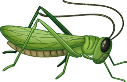Grasshopper PNG    图片编号:27537