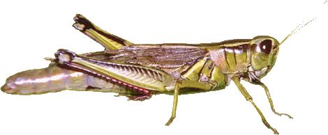 Grasshopper PNG    图片编号:27497