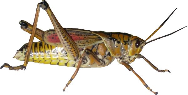 Grasshopper PNG    图片编号:27498