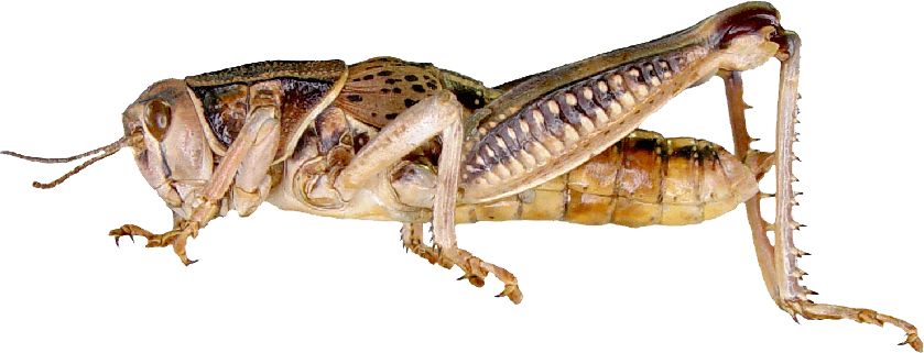 Grasshopper PNG    图片编号:27500