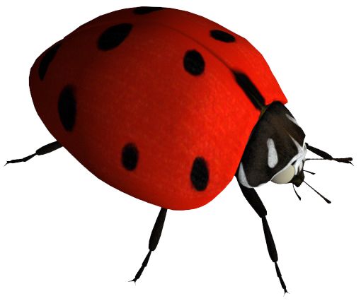 ladybug PNG image    图片编号:3959