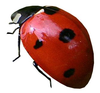 ladybug PNG image    图片编号:3960