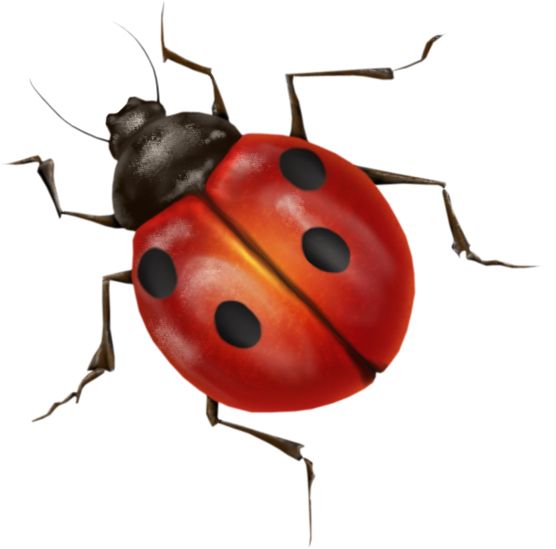 ladybug PNG image    图片编号:3961