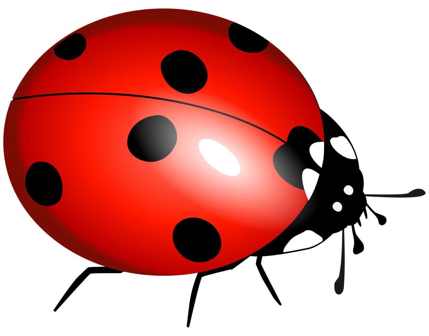 ladybug PNG image    图片编号:3962