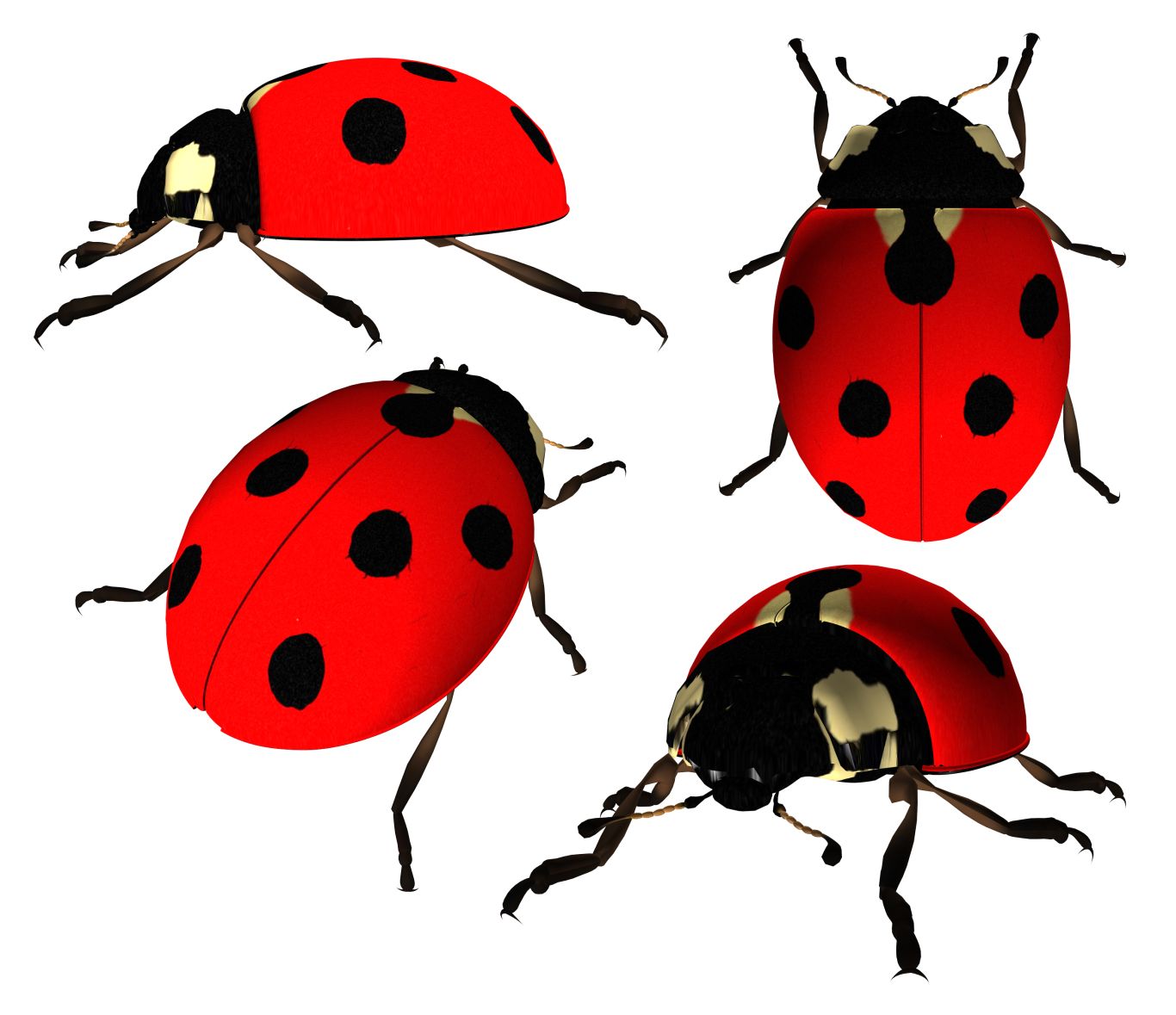 ladybug PNG image    图片编号:3963