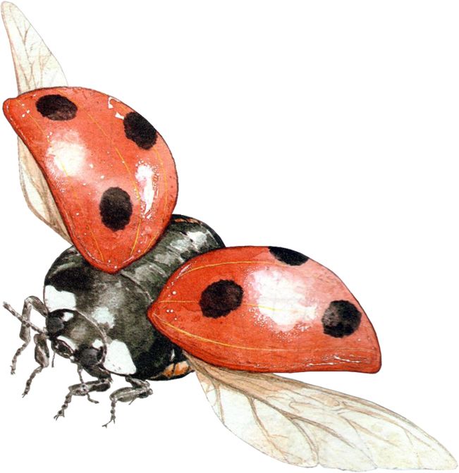ladybug PNG image    图片编号:3964