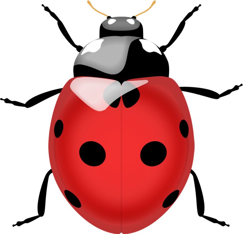 ladybug PNG image    图片编号:3965