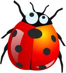 ladybug PNG image    图片编号:3966