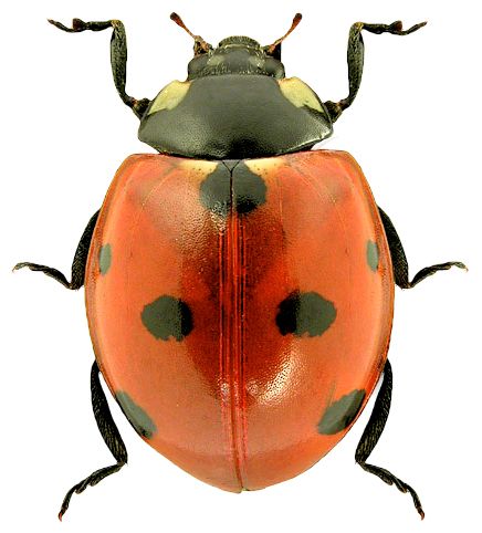 ladybug PNG image    图片编号:3967