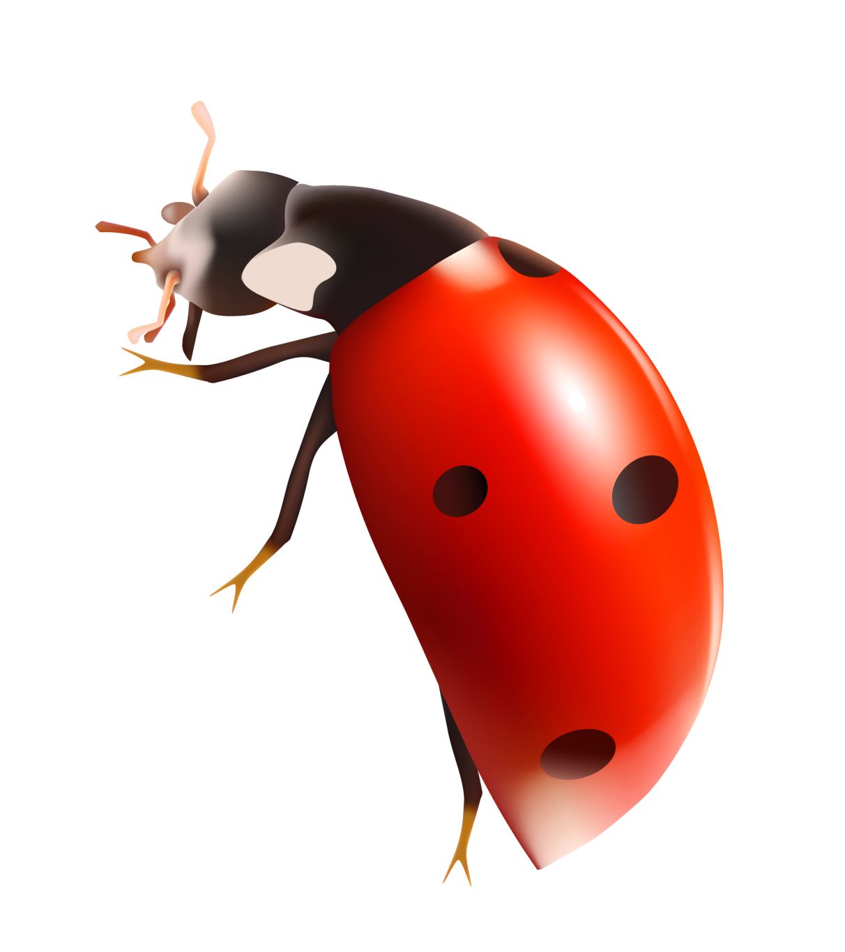 ladybug PNG image    图片编号:3968