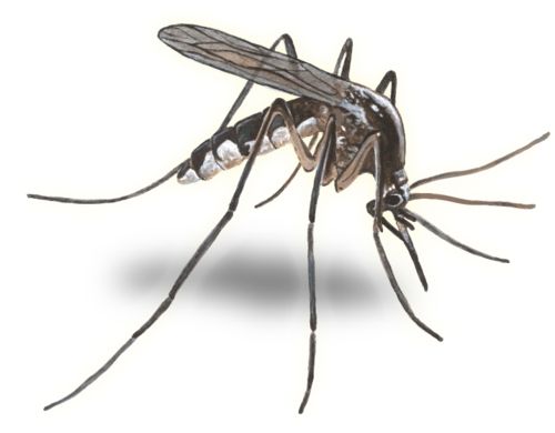 Mosquito PNG    图片编号:18152