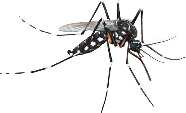 Mosquito PNG    图片编号:18159