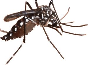 Mosquito PNG    图片编号:18161
