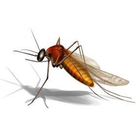 Mosquito PNG    图片编号:18162