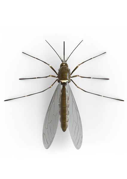 Mosquito PNG    图片编号:18163