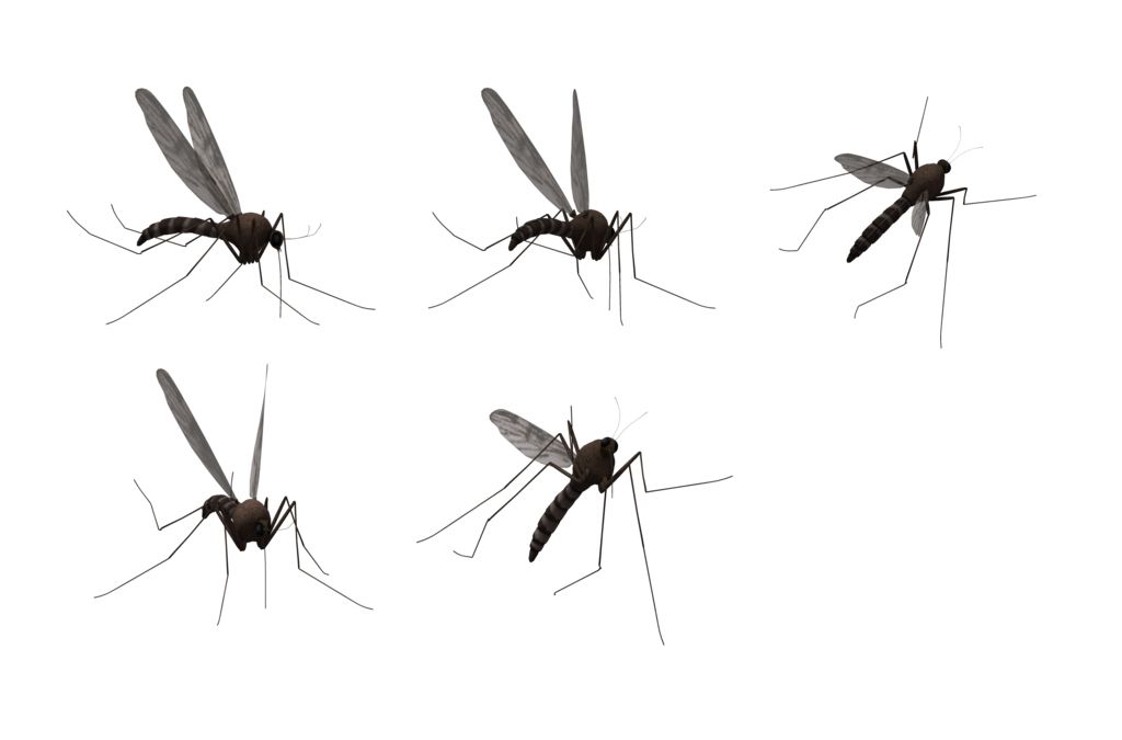 Mosquitos PNG    图片编号:18168