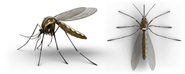 Mosquitos PNG    图片编号:18172