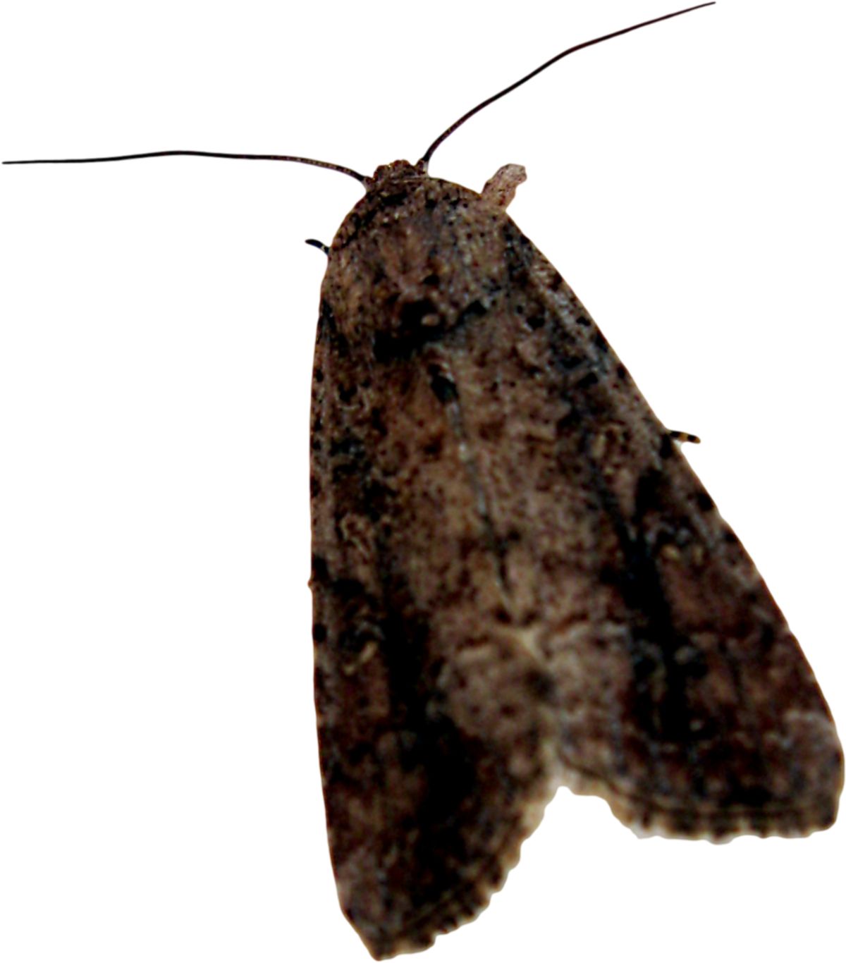 Moth PNG    图片编号:106027