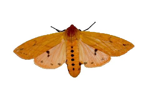Moth PNG    图片编号:106036