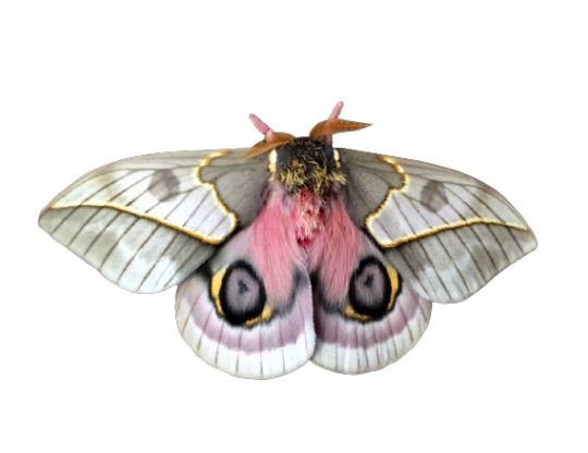Moth PNG    图片编号:106037