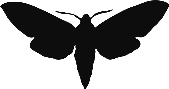 Moth PNG    图片编号:106038